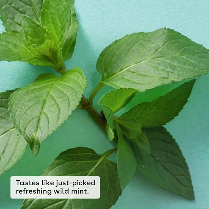 eos 100% Natural & Organic Lip